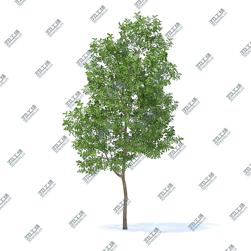 images/goods_img/2021040163/3D Fruit Trees 3D Models Collection  Volume 95/5.jpg